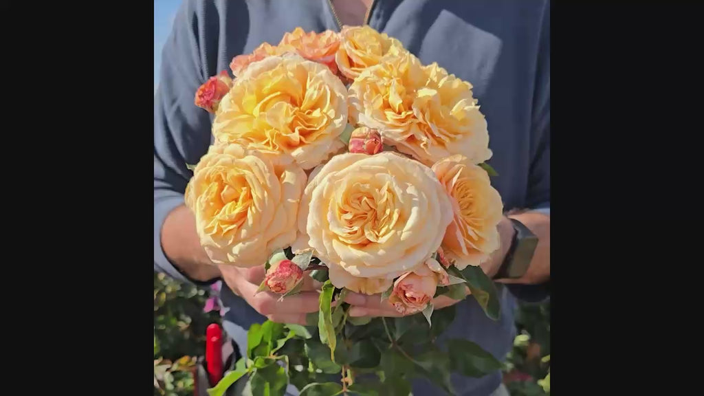 Morning Glow™ Floribunda Rose 16:9