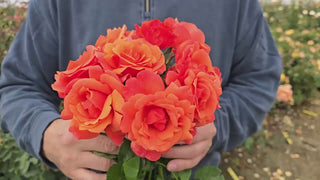 Easy Does It® Floribunda Rose