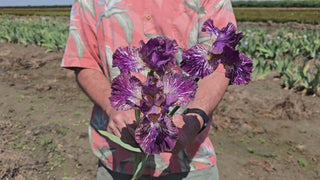 Tribal Tattoo Bearded Iris 16:9