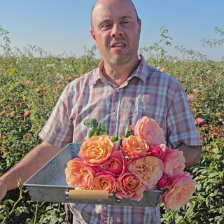 State of Grace™ Grandiflora Rose 16:9