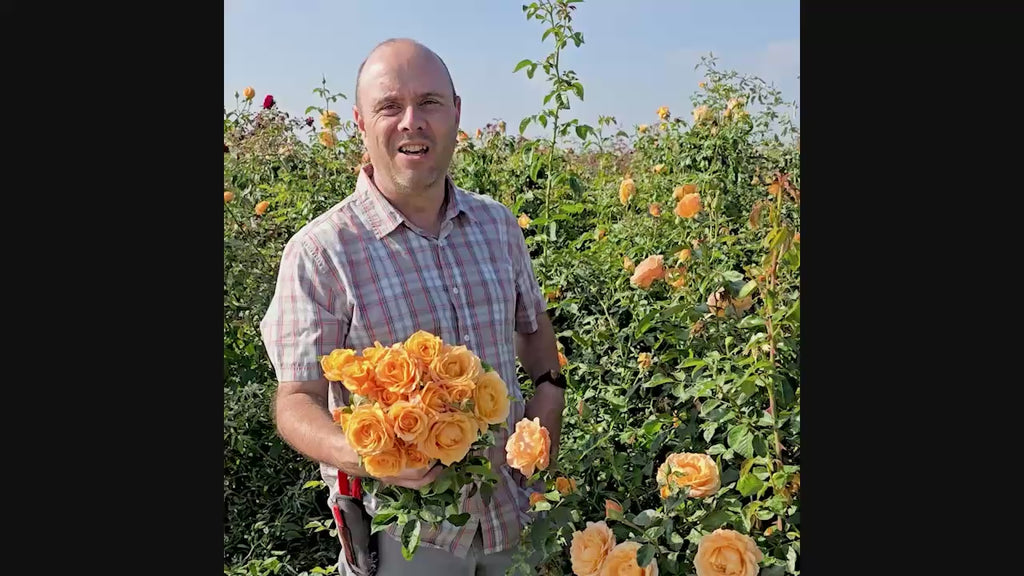 Golden Opportunity™ Climbing Rose 16:9