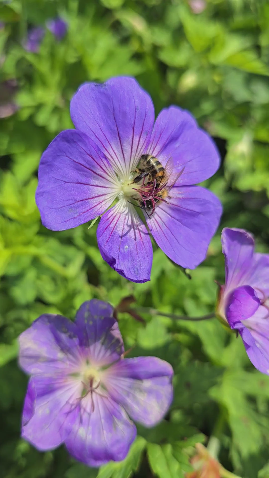 Bloom Me Away Hardy Geranium