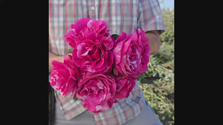 Parade Day™ Grandiflora Rose 16:9