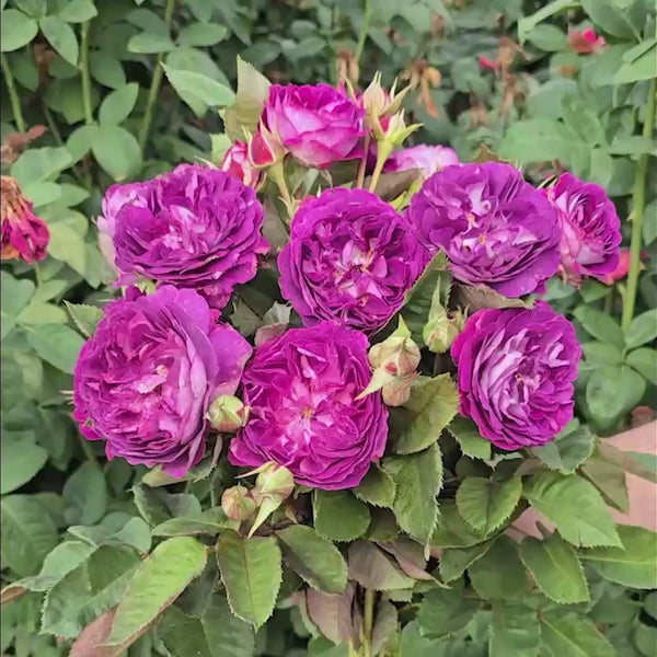 Cosmic Clouds Shrub Rose | Shop Roses | Save at Breck's