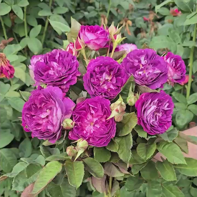 Cosmic Clouds Shrub Rose | Shop Roses | Save at Breck's