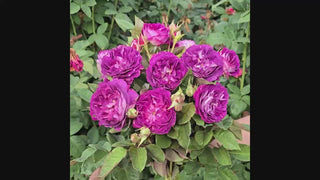 Cosmic Clouds™  Shrub Rose 16:9