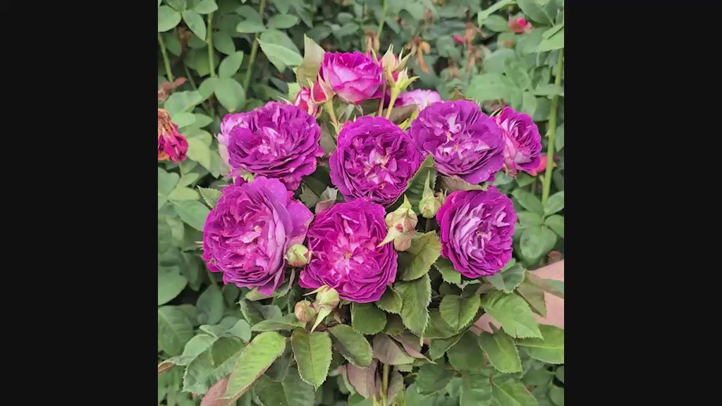 Cosmic Clouds™  Shrub Rose 16:9