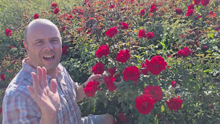 Oh My!® Floribunda Rose