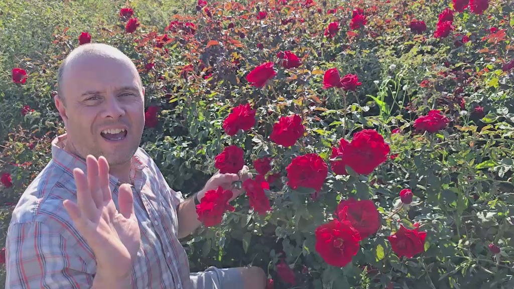 Oh My!® Floribunda Rose