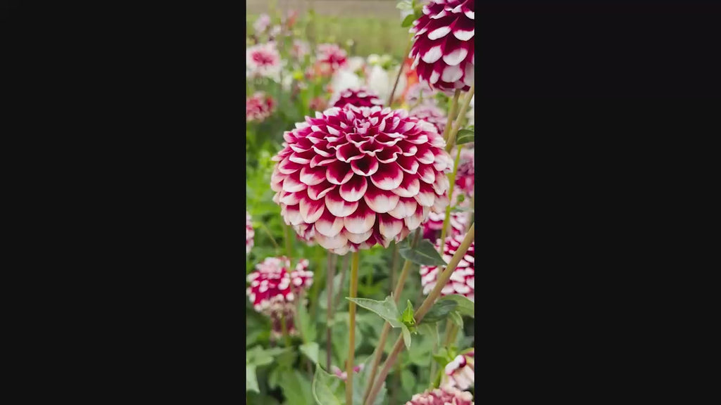 Checkers Dahlia