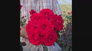 Drop Dead Red™ Floribunda Rose 16:9
