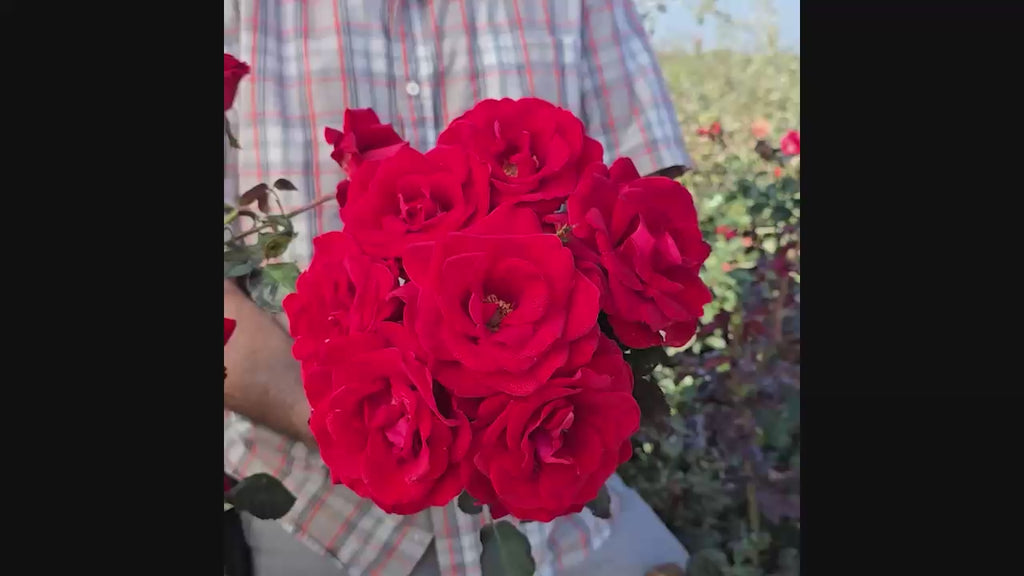 Drop Dead Red™ Floribunda Rose 16:9