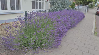 Phenomenal Lavender 16:9