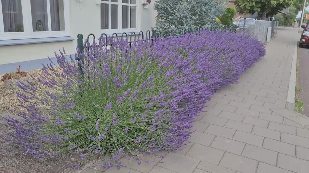 Phenomenal Lavender 16:9
