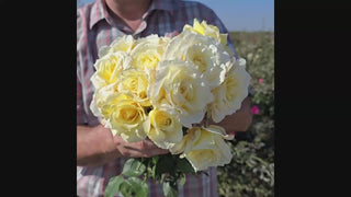 White Licorice™ Floribunda Rose 16:9
