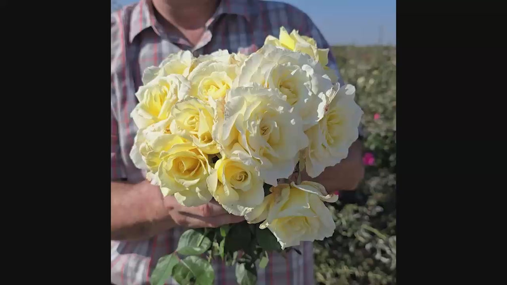White Licorice™ Floribunda Rose 16:9