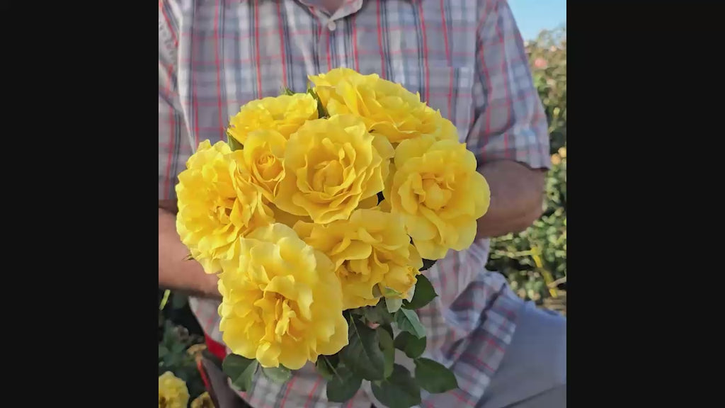 Sparkle & Shine™  Rose 16:9