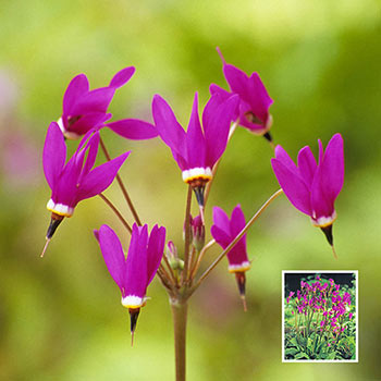 Buy Red Wings Shooting Star Sun Perennials Sale | Breck's