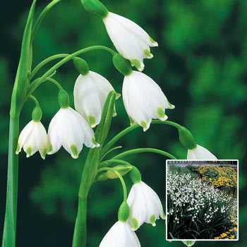  Lily of The Valley Bulbs for Planting - Stunning White Weeping  Flowers - Fresh Leucojum Bulbs to Grow (10 Bulbs) : Patio, Lawn & Garden