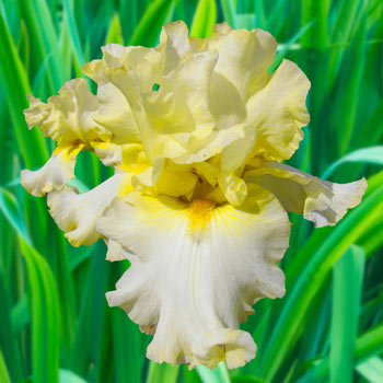 Lemonade Stand Bearded Iris