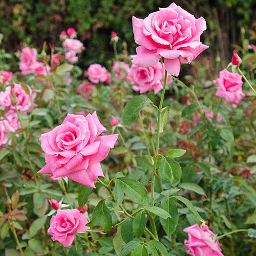 tiffany hybrid tea rose bush