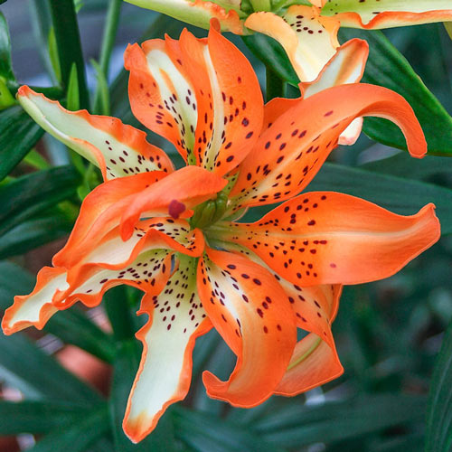 Must See Lily | Breck's Premium Bulbs