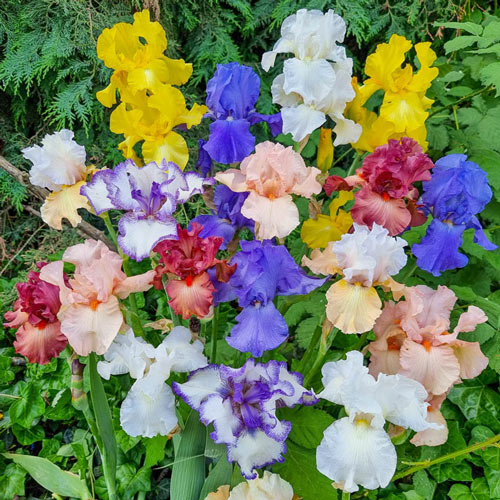 Flowers for Garden Bare Rooted 5X Iris germanicaMagic Melange Garden Plants Mix of 5 German Iris