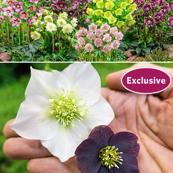 WOW!® King-Size Hellebores