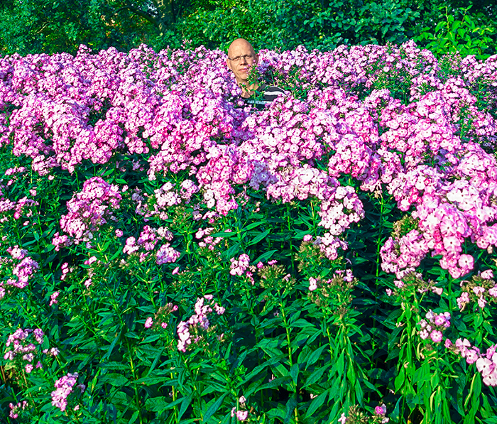 New Breck's Phlox Tree Collection