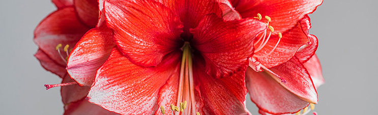 STEPS TO REPEAT AMARYLLIS BLOOMS