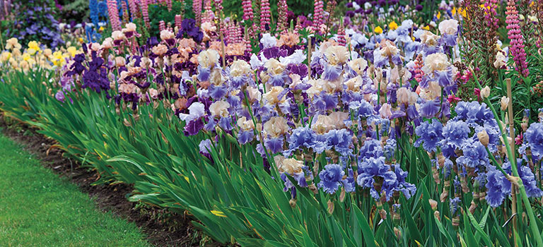 the perfect irises | Breck's