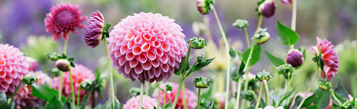 How To Store Dahlia Tubers Over Winter