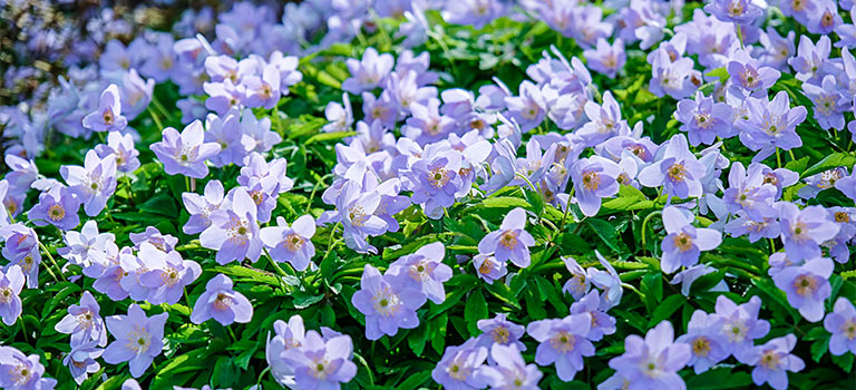 A flower bed of wood anemones in bloom.