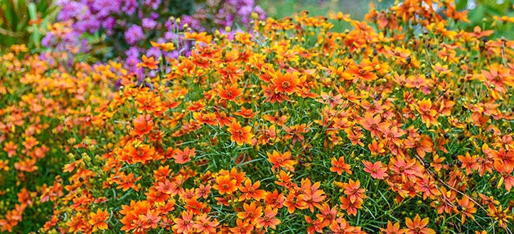Coreopsis are perennial flowers for full sun