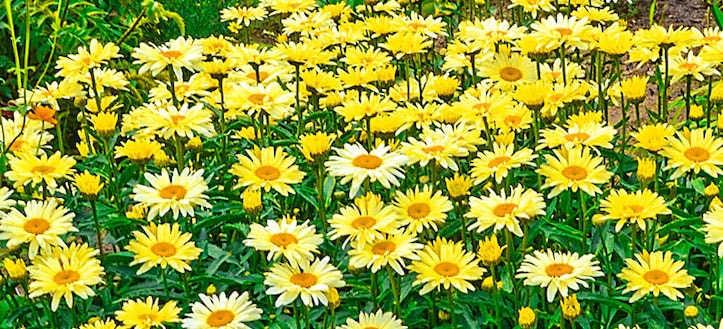 Shasta daisy flowers are classic full sun perennials