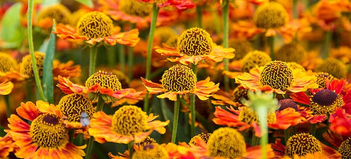 Helenium are perennial flowers that bloom all summer in to late fall