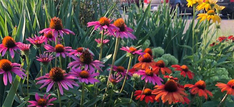 Coneflowers are perennial flowers for full sun