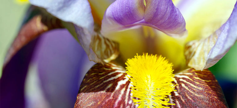 How to grow bearded iris blog 4