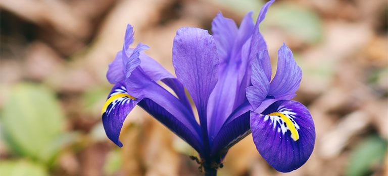 How to grow bearded iris blog 6