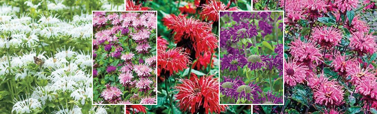 Breck’s bee balm collection