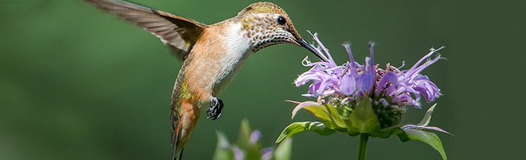 Hummingbird on a bee balm plant