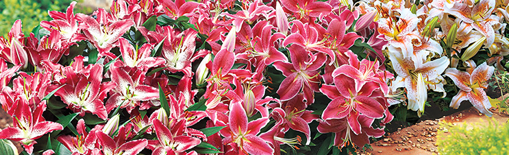Carpet Border Lilies erfreuen Besucher, wenn sie in der Nähe von Gehwegen gepflanzt werden.