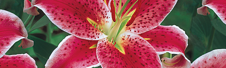 Lilie są ulubionym kwiatem do bukietów ślubnych.