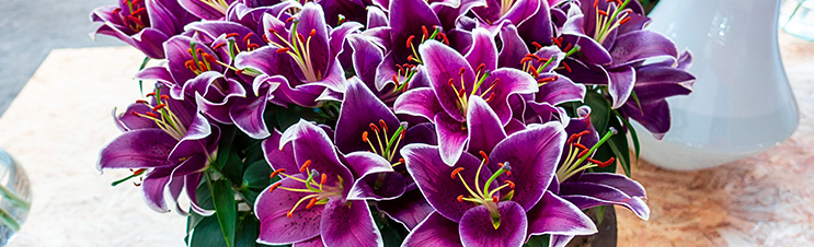 Mniejsze lilie, takie jak Sunny Keys Oriental Border Carpet Lily, są idealne do pojemników.