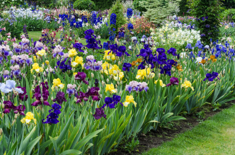 Bearded Iris Planting Guide | Breck's
