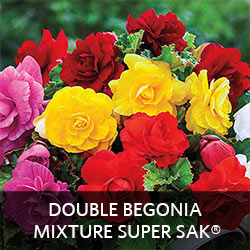 Double Begonia Mixture Super Sak®