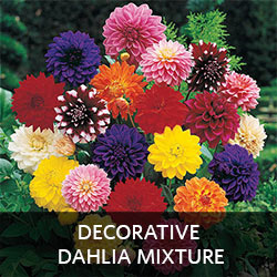 Decorative Dahlia Mixture